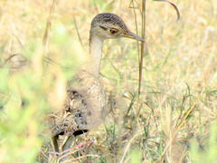 Eupodotis ruficrista