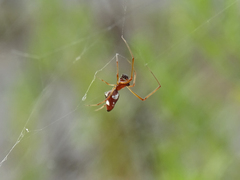 Argyrodes argyrodes