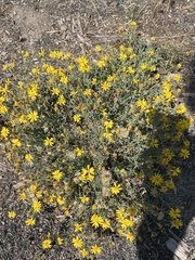 Eriophyllum lanatum