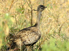 Eupodotis ruficrista