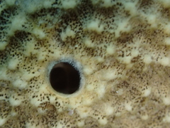 Irciniidae