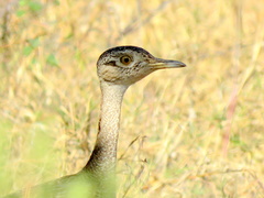 Eupodotis ruficrista