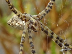 Argiope lobata