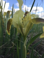 Iris pumila