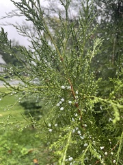 Juniperus virginiana