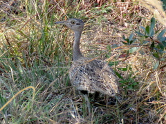 Eupodotis ruficrista