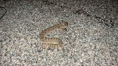 Crotalus scutulatus