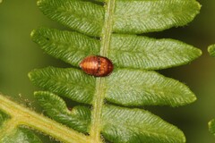 Penthimia nigra
