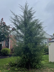 Juniperus virginiana