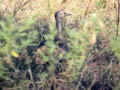 Eupodotis ruficrista