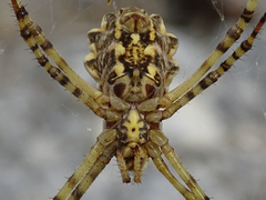 Argiope lobata
