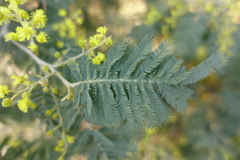 Acacia dealbata dealbata