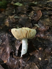 Russula acetolens