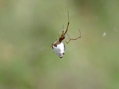 Argyrodes argyrodes
