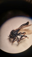 Neoitamus socius