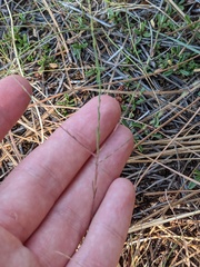 Blepharipappus scaber