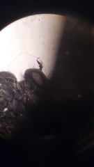 Neoitamus socius