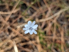 Blepharipappus scaber