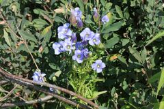 Gentianopsis