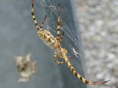 Argiope lobata