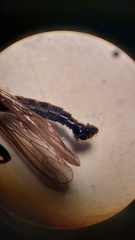Neoitamus socius