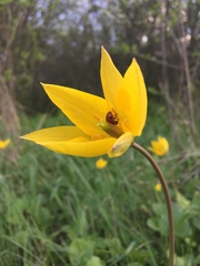 Tulipa sylvestris