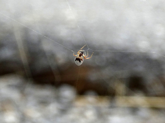 Argyrodes argyrodes