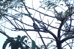 Stilpnia cayana