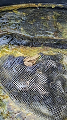 Lithobates clamitans