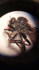 Neoitamus socius