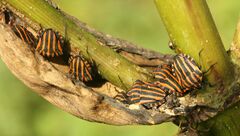 Graphosoma italicum