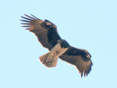 Polemaetus bellicosus