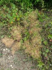Prangos trifida