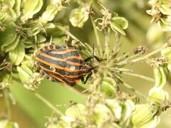 Graphosoma italicum