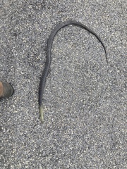 Malpolon monspessulanus