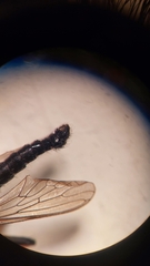 Neoitamus socius