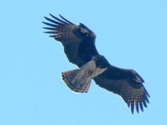 Polemaetus bellicosus