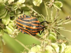 Graphosoma italicum