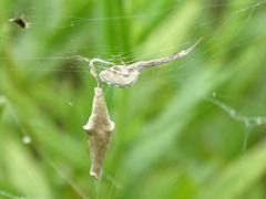 Uloborus walckenaerius