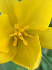Tulipa sylvestris