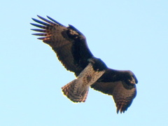 Polemaetus bellicosus