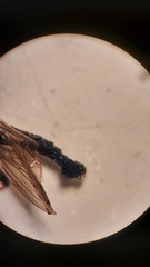 Neoitamus socius