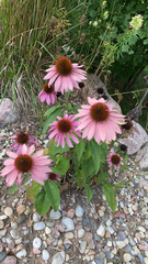 Echinacea purpurea