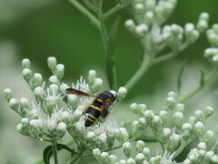 Euodynerus hidalgo boreoorientalis