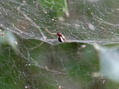 Frontinellina frutetorum