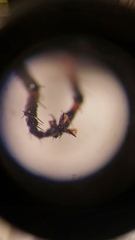 Neoitamus socius