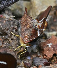 Hypanartia kefersteini