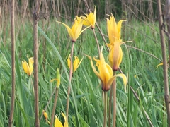 Tulipa sylvestris