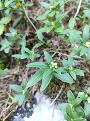 Polygaloides chamaebuxus