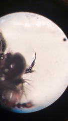 Neoitamus socius